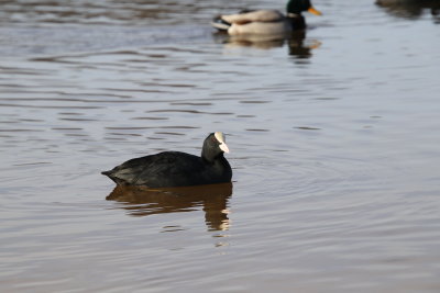 On peut y observer un grand nombre d'oiseaux tel que des foulques, des colverts