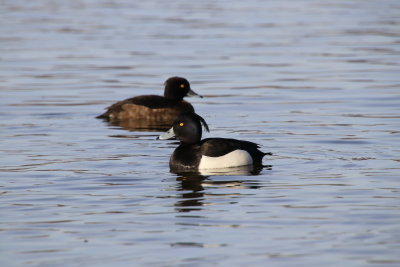 Un couple de fuligules morillons nage paisiblement dans ces eaux limpides.