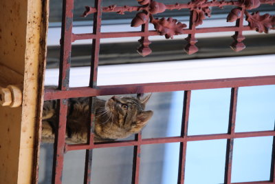 Du haut de son balcon, ce petit chat semblait bien intress par notre chienne qui marchait  dans la rue.