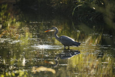 Ce hron vient de lcher un morceau de bois qu'il a confondu avec un poisson.