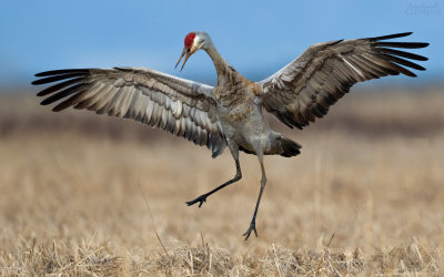 Sandhill Crane