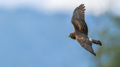 Northern Harrier
