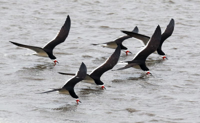 Oiseaux / birds