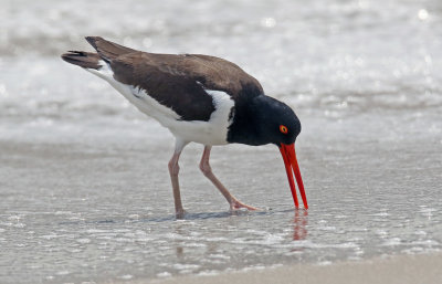 2019_mai_14_CAPE_MAY_2019MARDI_0257_copie1200.jpg