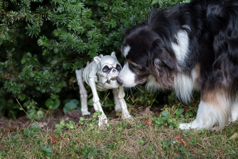 Different Dog, Different Reaction