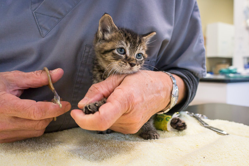 Getting a Nail Trim