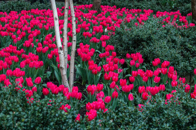 So Many Tulips