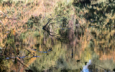 A Branch Surrounded By Reflections