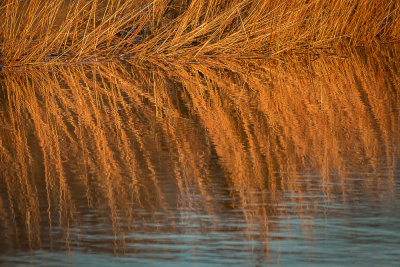 Reflecting Fall Grasses