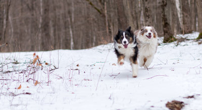 A Romp in the Winter Woods