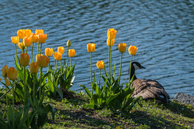 Some Tulips and a Canadian Goose