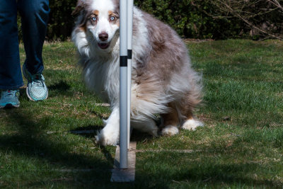 Della - Through the Weave Poles