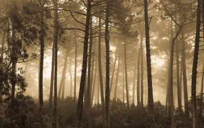 Misty Golden Woods