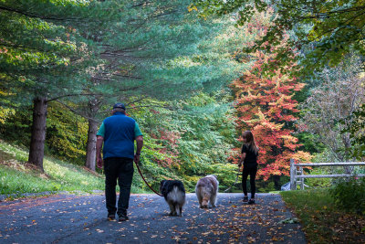 Walking the Dogs Into Autumn
