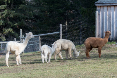 Line up at the Alpaca Farm