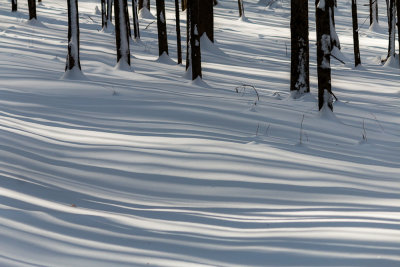 Zebra Lines in the Snow