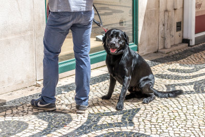 The Dogs and Cats of Portugal