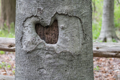 The Heart of a Tree