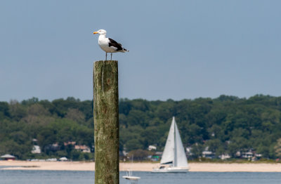 The Seagull and The Sailboat