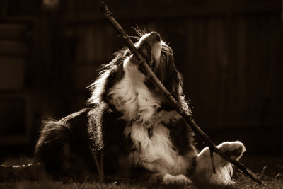 Enjoying a Good Stick