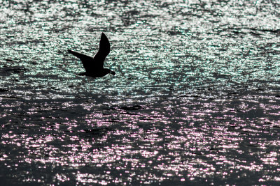 Flying Over Water With Sparkling Colors