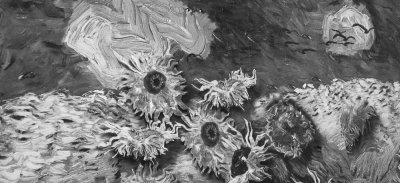 Sunflowers Without Color