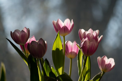 Some Tulips From Easter Sunday