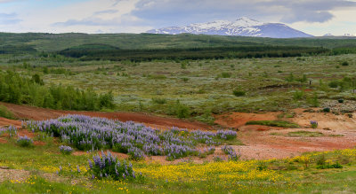Lupines and Mountains