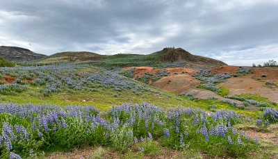Lupines and People