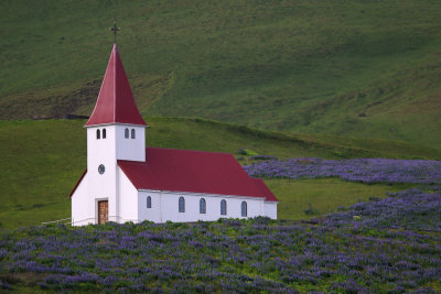 Church in Vik Surrounded by Lupines