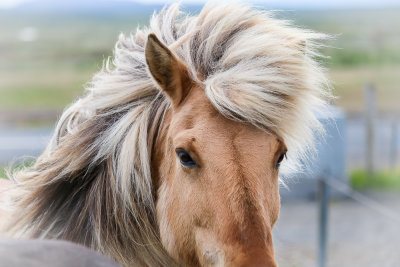 Can I Have the Name of Your Hairdresser?