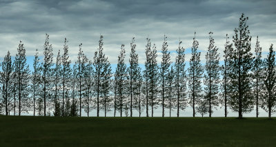 A Line of Trees