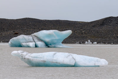 Iceberg Animals