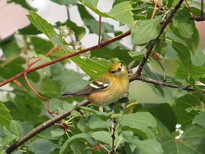 DSCF4697.JPG