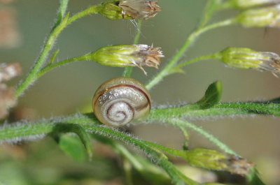 IMGP9959.JPG
