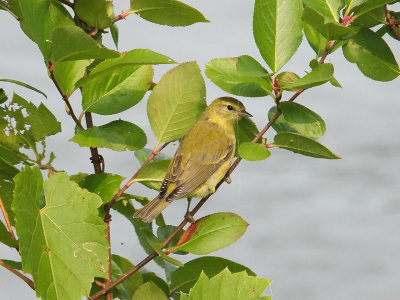 DSCF4700.JPG