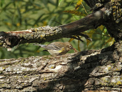 DSCF4723.JPG