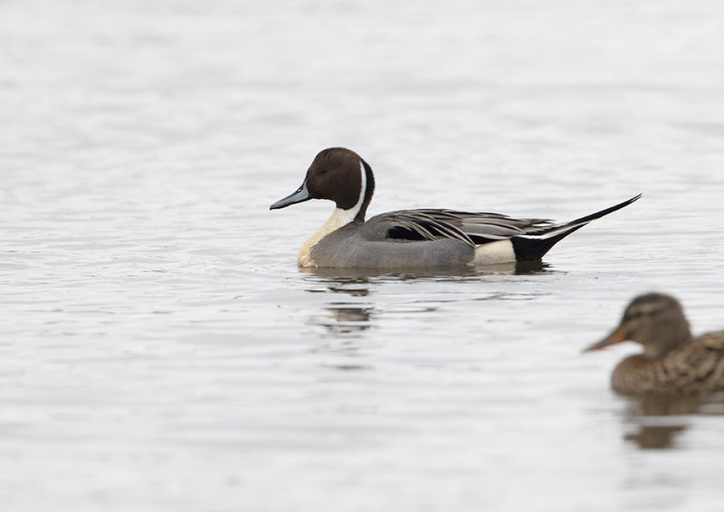 Northern Pintail