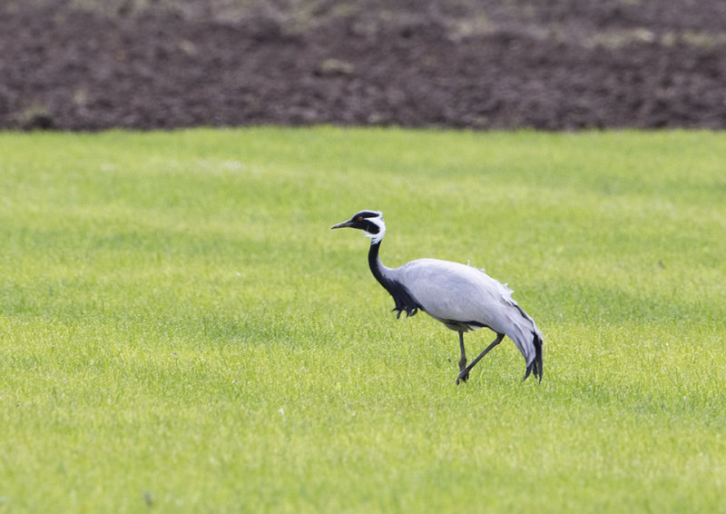 Demoiselle Crane
