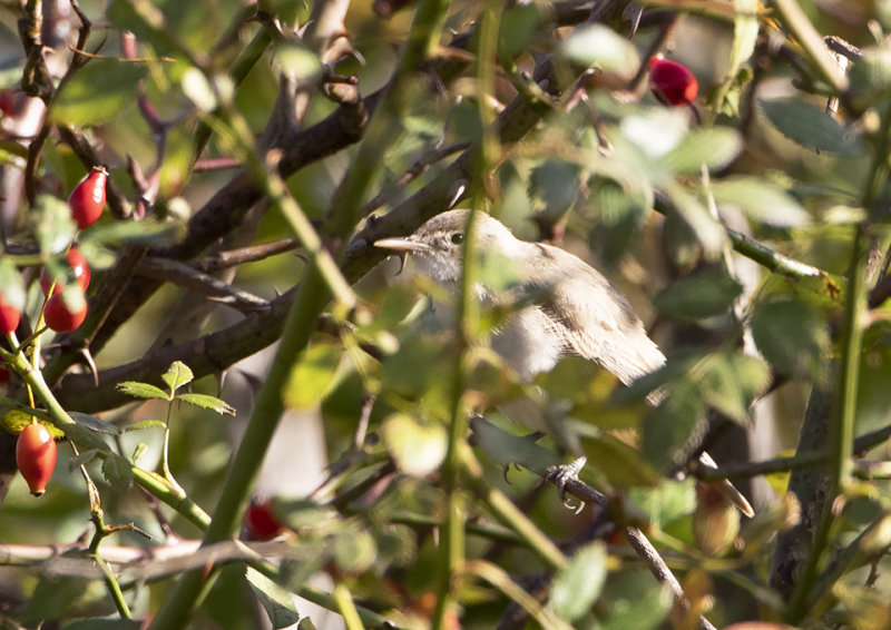 Eastern Olivaceous Warbler