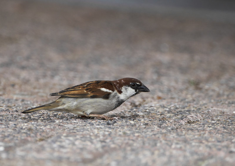Italian Sparrow or Cisalpine Sparrow