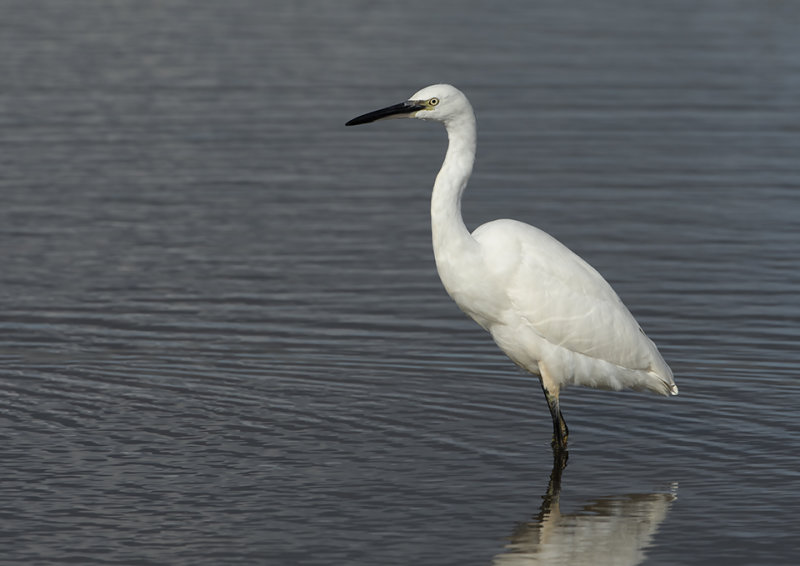 Little Egret