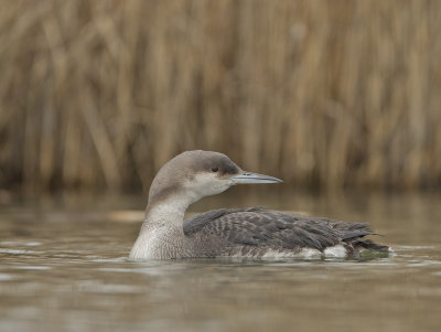 Black-throated Diver