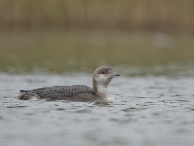 Black-throated Diver