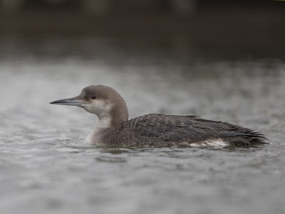 Black-throated Diver