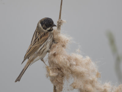 Reed Bunting