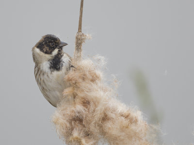 Reed Bunting