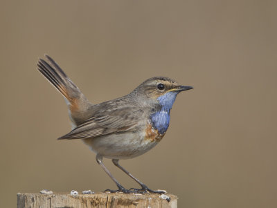 Bluethroat