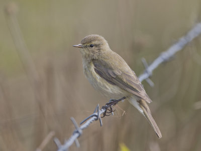 Chiffchaff