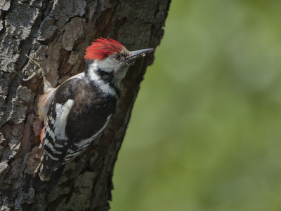 Middle Spotted Woodpecker